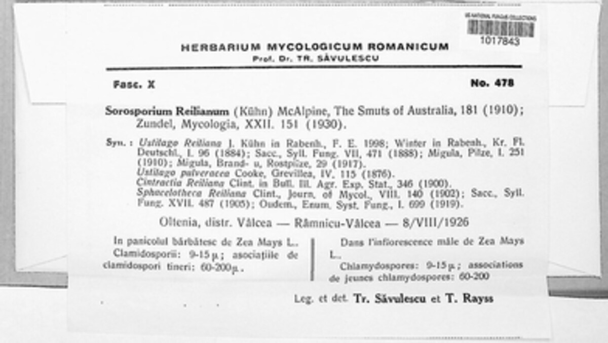 Sporisorium reilianum image